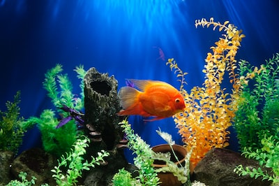 yellow fish swimming underwater